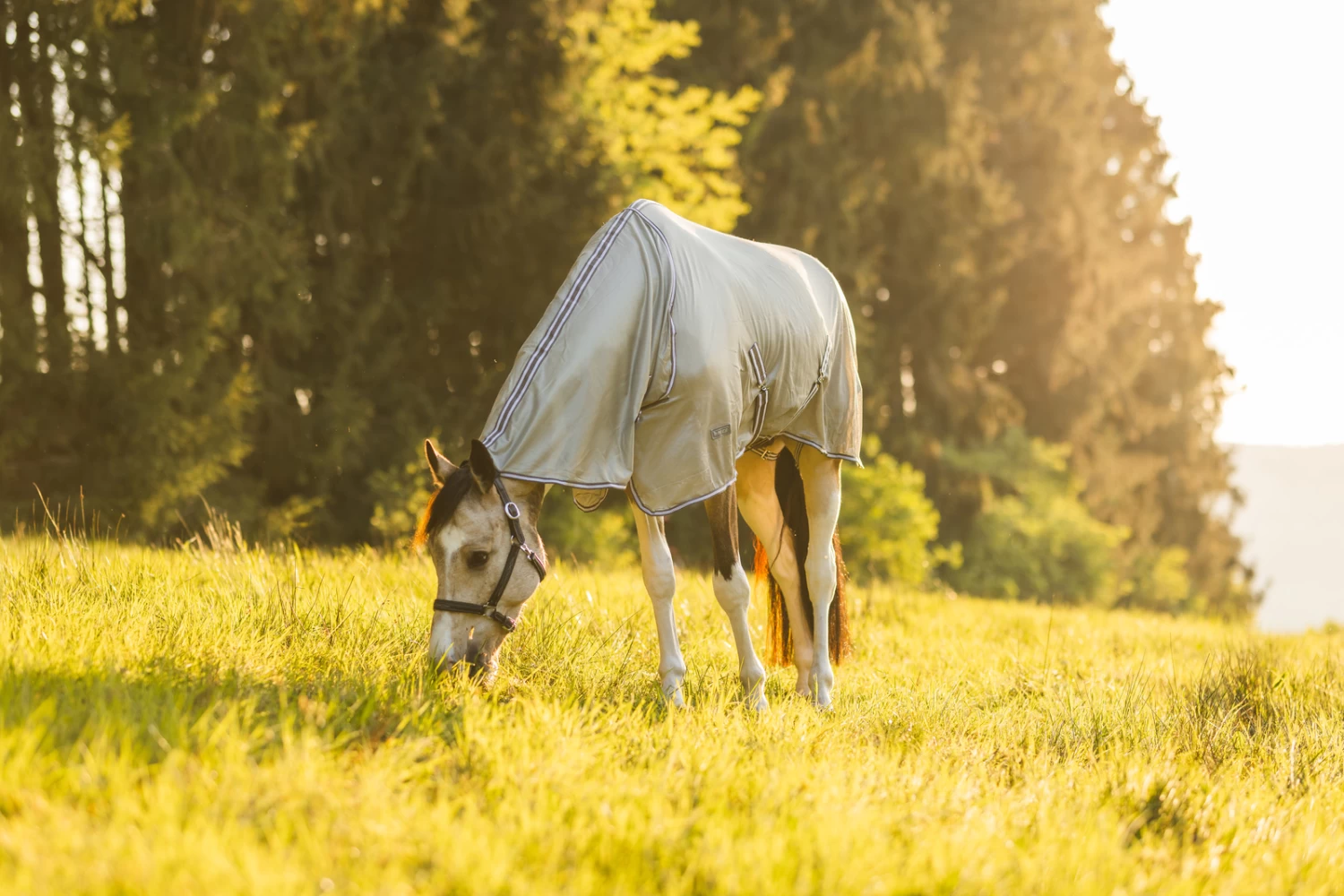 Horze La Pampa Fliegenschutz Set 18 Horze La Pampa Fliegenschutz Set – Bild 18