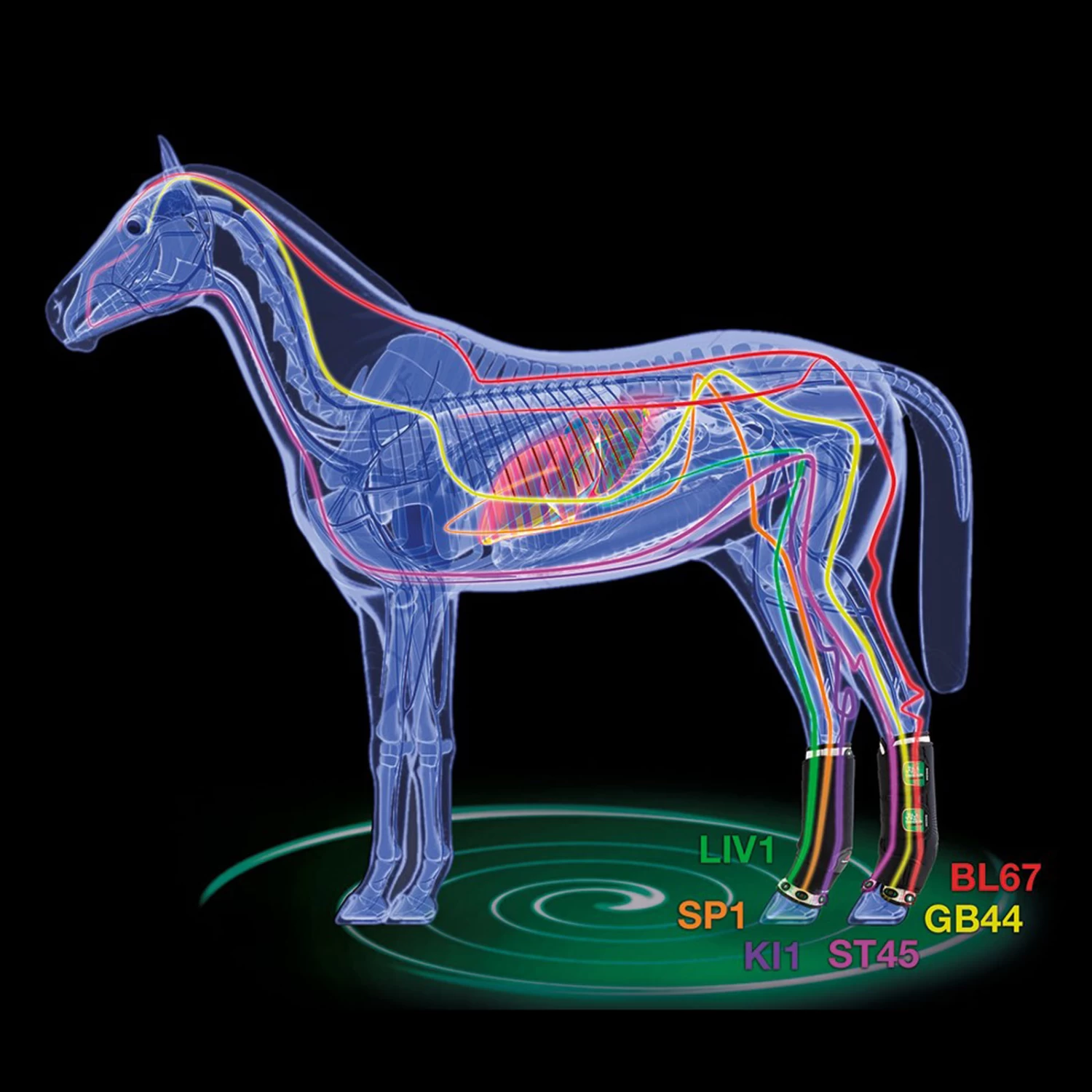 Zandona Therapeutisch Unterstützende Magnetgamaschen, Hinten 2 Zandona Therapeutisch Unterstützende Magnetgamaschen, Hinten – Bild 2