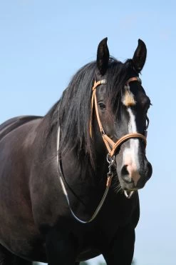 F.R.A. Shango Sidepull (System 3) Westerntrense -Reitsportbedarf 322924 NAT 3