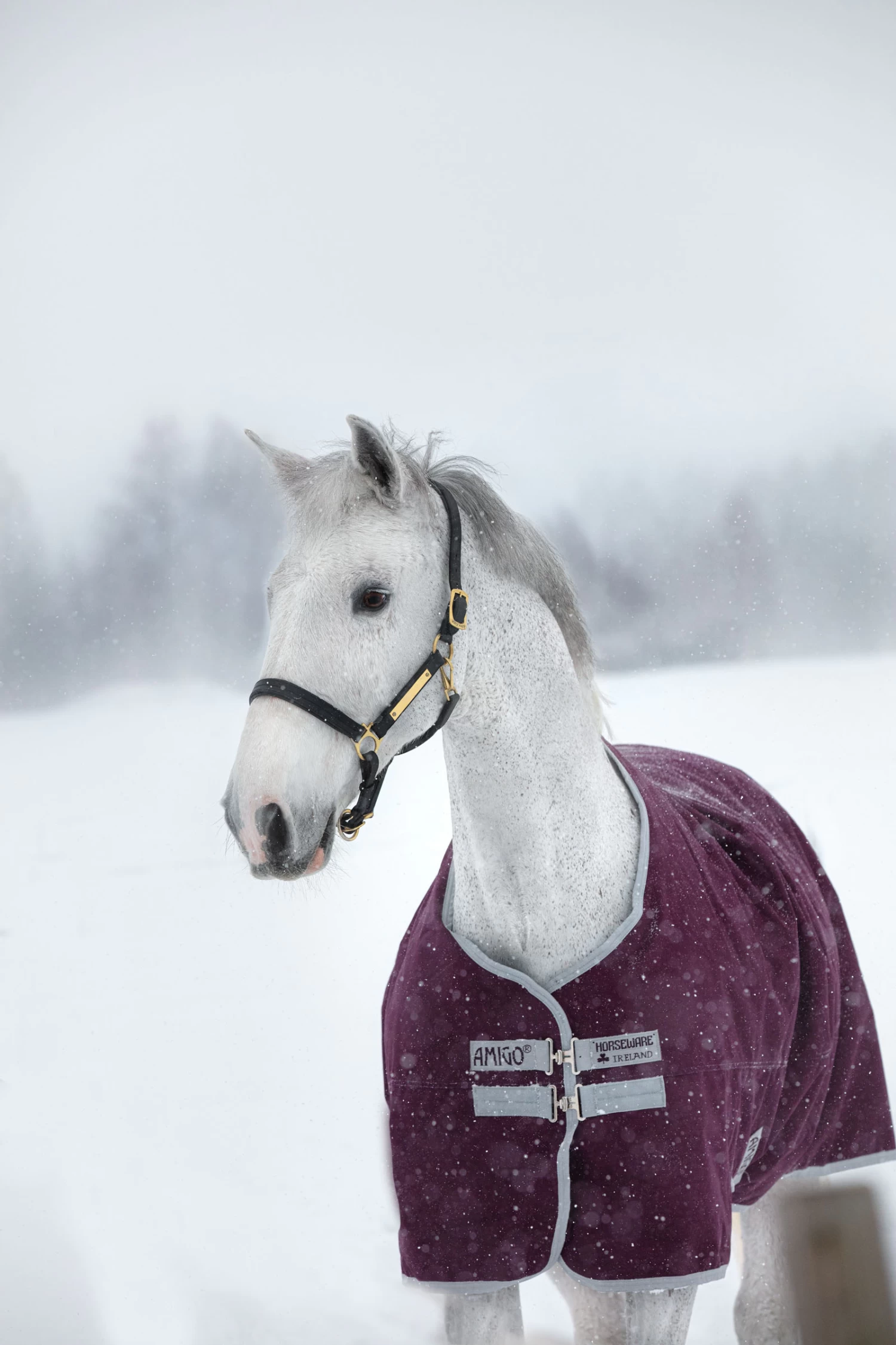 Horseware Amigo Hero Ripstop Winterdecke, 200g 1 Horseware Amigo Hero Ripstop Winterdecke, 200g