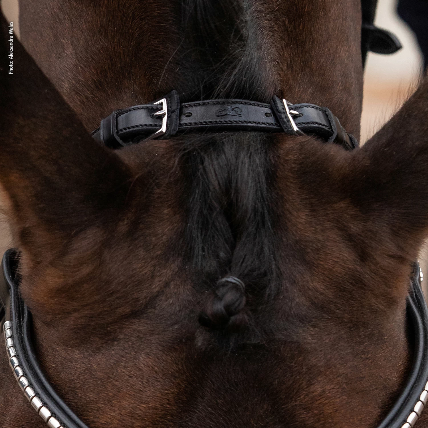 Schockemöhle Equitus Rho Genickstück 4 Schockemöhle Equitus Rho Genickstück – Bild 4