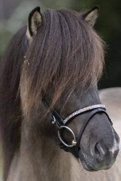 Kavalkade Ferskja Englisches Reithalfter Für Aradis Islandtrense -Reitsportbedarf 344080 BL 3