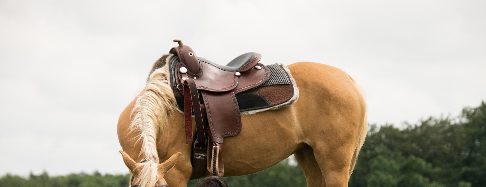 Reitsportbedarf -Reitsportbedarf arab 3449613 1920